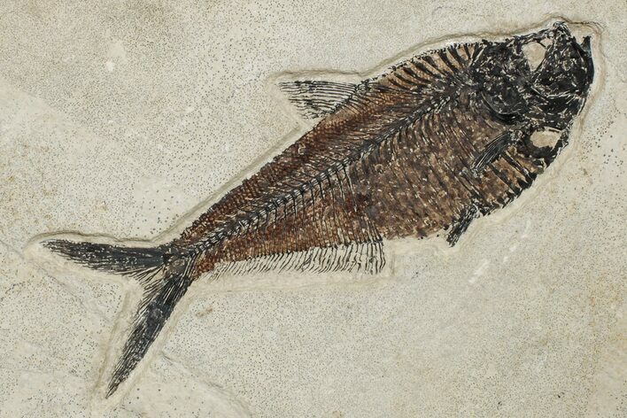 6.35" Fossil Fish (Diplomystus) - Wyoming
